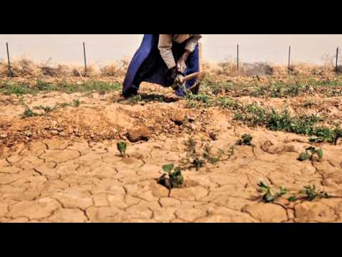 Fungi enhanced climate tolerant agriculture&nbsp;: