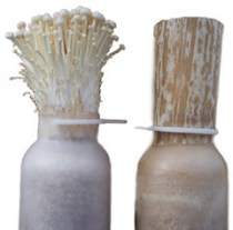 cultivated Enoki