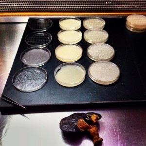 Reishi Mushroom strain selecting