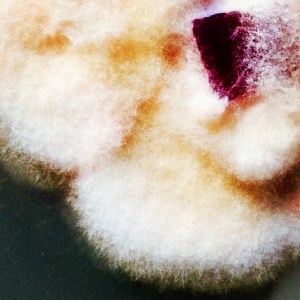 Ophiliocordyceps sinensis mycelium (Caterpillar Fungus)